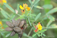 Crotalaria goreensis